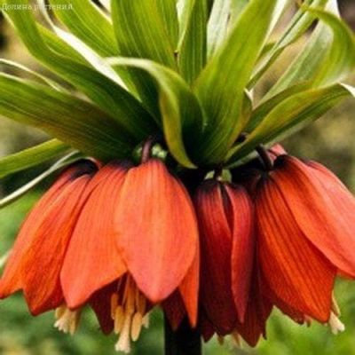 Фритиллярия Империалис Рубра Фритиллярия Империалис Рубра фото