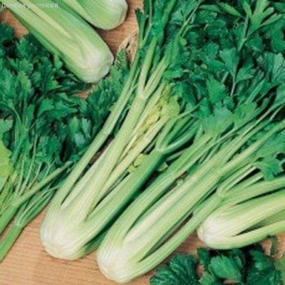 Сельдерей Паскаль черешковый Сельдерей Паскаль черешковый фото