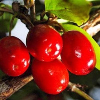 Кизил Светлячок Кизил Светлячок фото