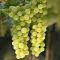 Виноград Белый Кишмиш Виноград Белый Кишмиш - Dolina-Sad.Ru