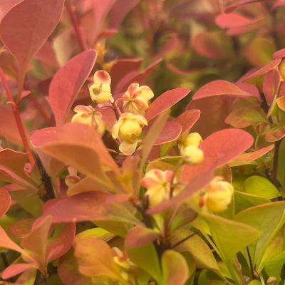 Брабарис тунберга Неон Брабарис тунберга Неон - Dolina-Sad.Ru