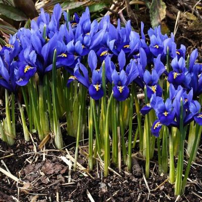 Ирис Алида Ирис Алида фото