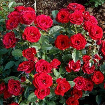 Роза Мини Красная - Dolina-Sad.Ru