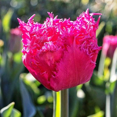 Тюльпан Кингстоун Тюльпан Кингстоун фото