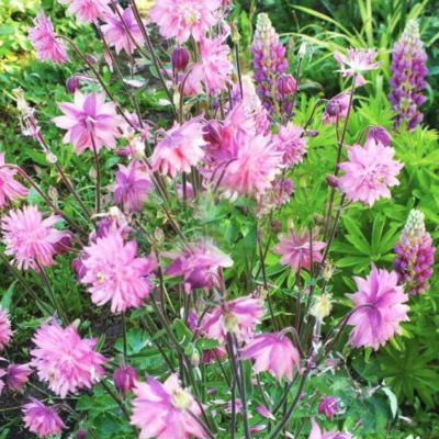 Аквилегия Пинк Аквилегия Пинк - Dolina-Sad.Ru