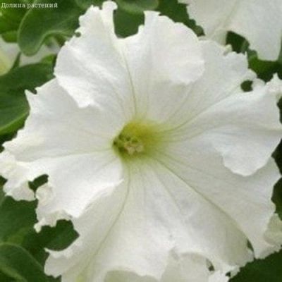 Петуния Дебютантка бахромчатая Петуния Дебютантка бахромчатая фото