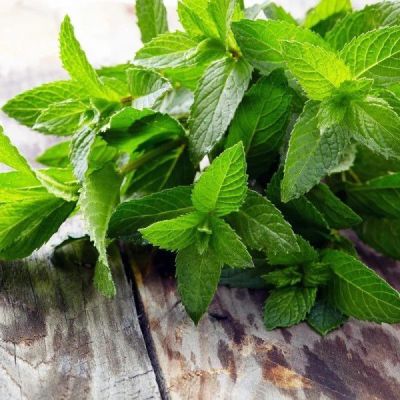 Мята овощная Забава, 20шт. Чудо на дому фото