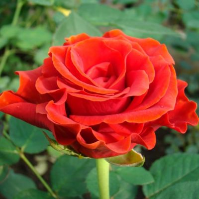 Роза Эль Торо в горшке - Dolina-Sad.Ru