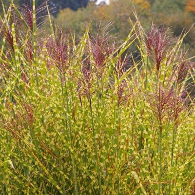 Мискантус Голд Бриз , С1,5 Мискантус Голд Бриз , С1,5 фото