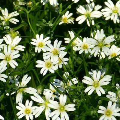 Гвоздика травянка "Белая" Гвоздика травянка "Белая" фото