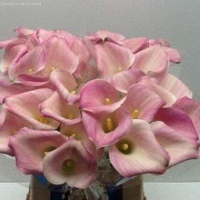 Калла Капитан Марреро Калла Капитан Марреро фото