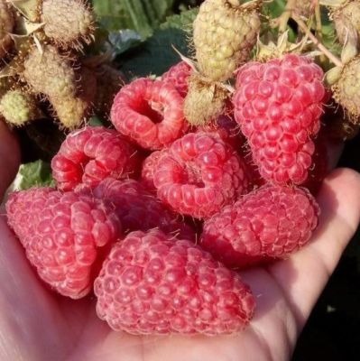 Малина Краса России/Летняя Малина Краса России/Летняя - Dolina-Sad.Ru