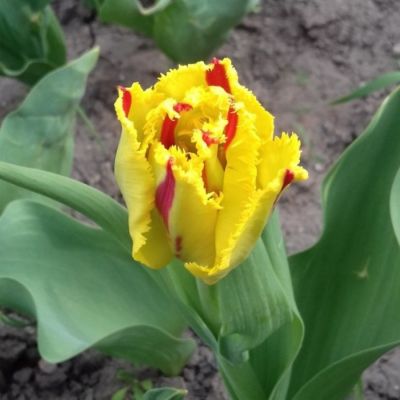 Тюльпан Пати Клоун Тюльпан Пати Клоун - Dolina-Sad.Ru