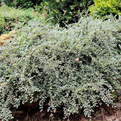 Кизильник Горизонтальный Вариегата Кизильник Горизонтальный Вариегата фото