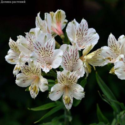 Альстромерия Венус Альстромерия Венус - Dolina-Sad.Ru