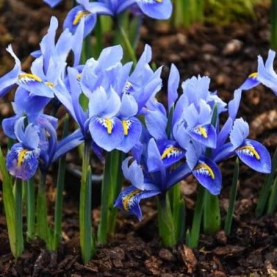 Ирис Алида Ирис Алида фото