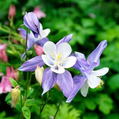 Аквилегия Голубая Звезда Аквилегия Голубая Звезда фото