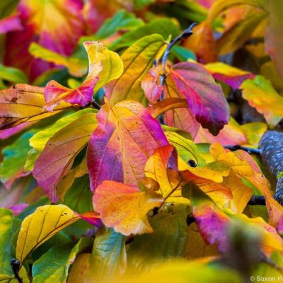 Парротия персидская Белла - Dolina-Sad.Ru