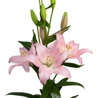 Лилия Лексингтон Лилия Лексингтон - Dolina-Sad.Ru