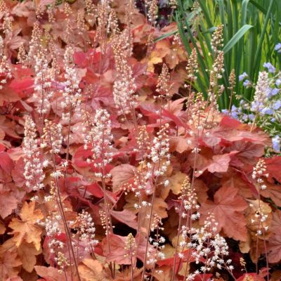 Гейхера Редстоун Фолс Гейхера Редстоун Фолс - Dolina-Sad.Ru