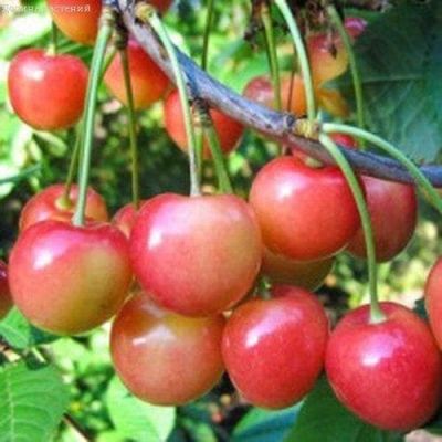 Черешня Красавица Черешня Красавица фото