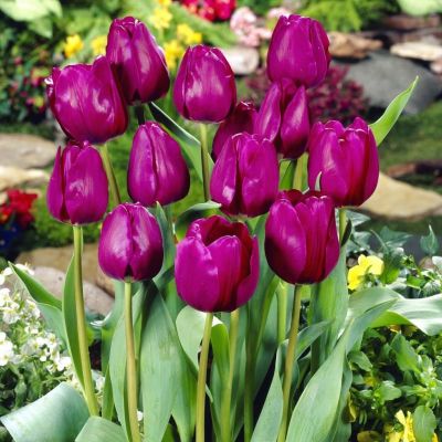 Тюльпан Негрита Тюльпан Негрита фото