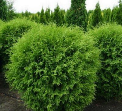 Туя западная Вудварди Туя западная Вудварди фото