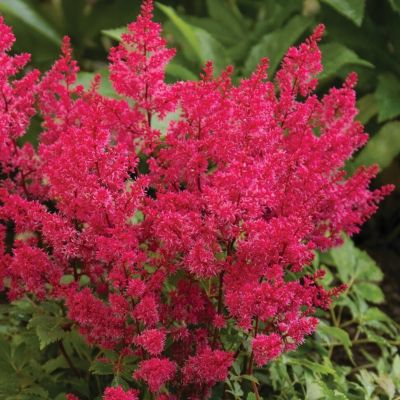 Астильба Лаки Дэй - Dolina-Sad.Ru