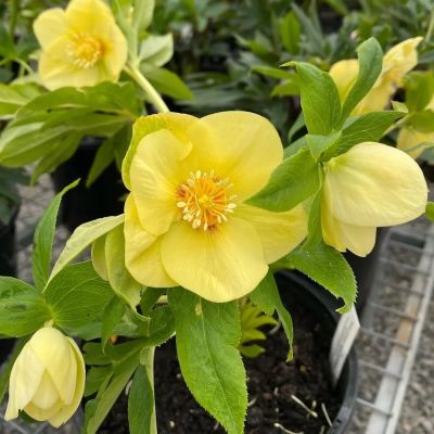 Морозник Анемон Супер Еллоу Морозник Анемон Супер Еллоу - Dolina-Sad.Ru