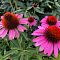 Эхинацея Берд Роуз Эхинацея Берд Роуз - Dolina-Sad.Ru