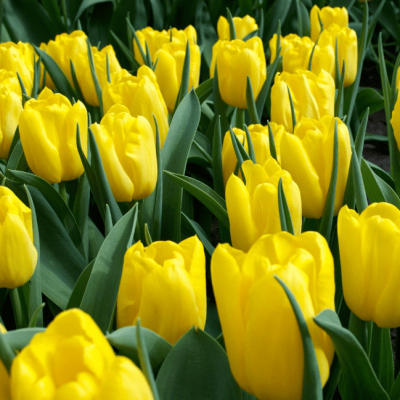 Тюльпан Стронг Голд Тюльпан Стронг Голд фото
