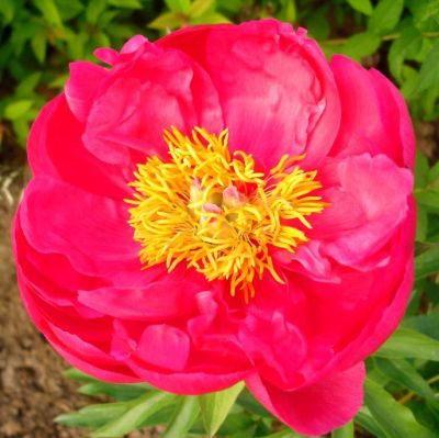 Пион Осло Пион Осло - Dolina-Sad.Ru