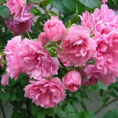 Роза Пинк Грютандорт Роза Пинк Грютандорт - Dolina-Sad.Ru