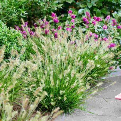 Пеннисетум лисохвостный Тайни Твинглер Пеннисетум лисохвостный Тайни Твинглер - Dolina-Sad.Ru