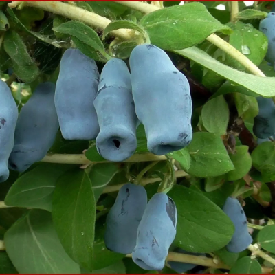 Жимолость Югана Жимолость Югана - Dolina-Sad.Ru