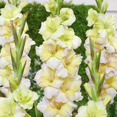 Гладиолус Лемонлишес Гладиолус Лемонлишес - Dolina-Sad.Ru