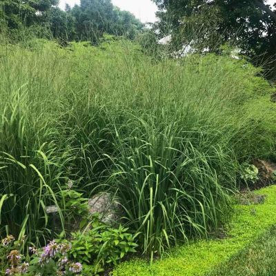 Молиния тростниковая Скайрейсер Молиния тростниковая Скайрейсер - Dolina-Sad.Ru