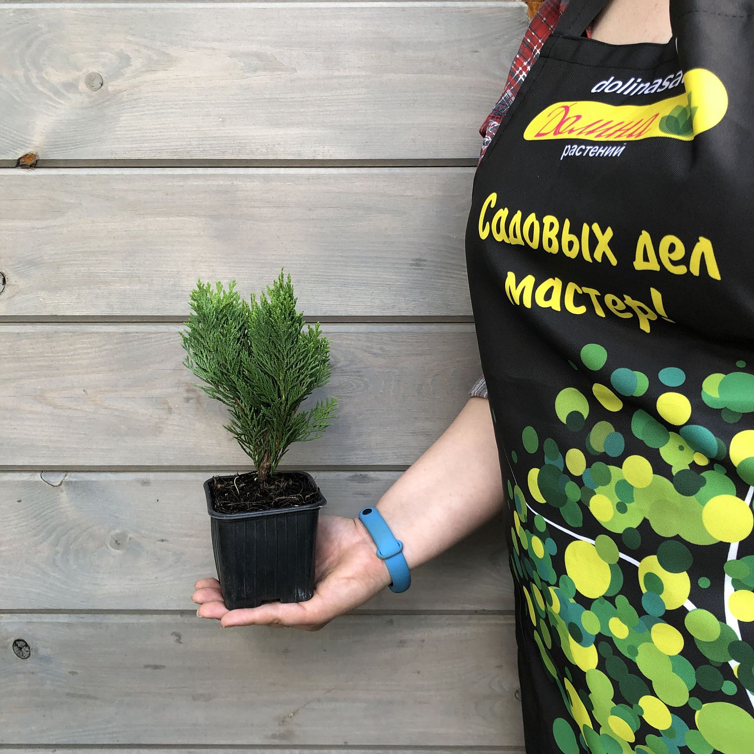 Кипарисовик Лавсона Минима Глаука Кипарисовик Лавсона Минима Глаука фото