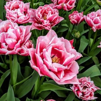 Тюльпан Дазлинг Дизаер Тюльпан Дазлинг Дизаер фото