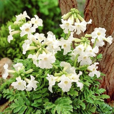 Инкарвиллея Делавея Уайт Инкарвиллея Делавея Уайт - Dolina-Sad.Ru