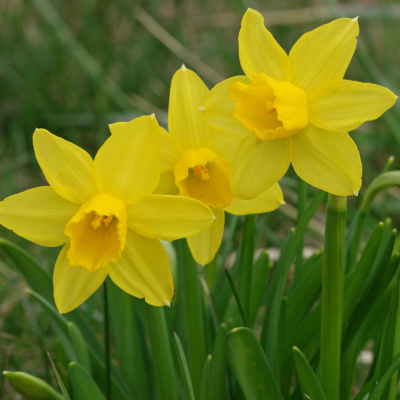 Нарцисс Тет-а-Тет Нарцисс Тет-а-Тет - Dolina-Sad.Ru