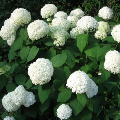 Гортензия древовидная Аннабель, С2 Гортензия древовидная Аннабель, С2 - Dolina-Sad.Ru