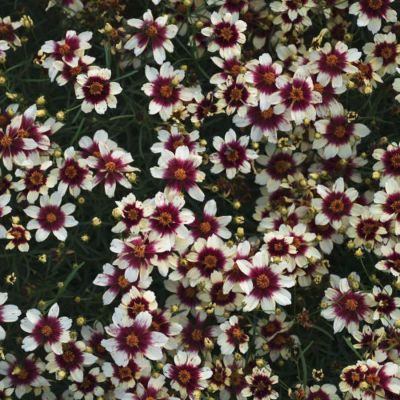 Кореопсис Ред Хот Ванилла - Dolina-Sad.Ru