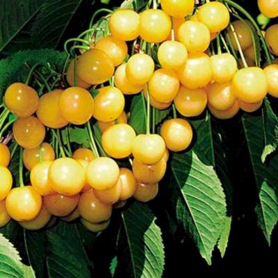 Черешня Черемашная Черешня Черемашная фото