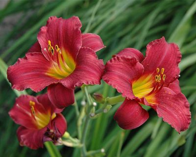 Лилейник Хей Зе фото