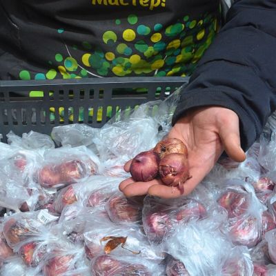 Гладиолус Динамит Гладиолус Динамит фото