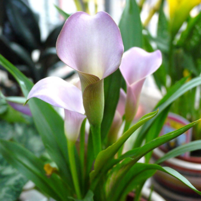 Калла Руби Лайт Пинк Айс Калла Руби Лайт Пинк Айс фото