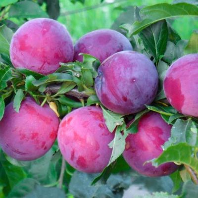 Слива Персиковая Найдена фото