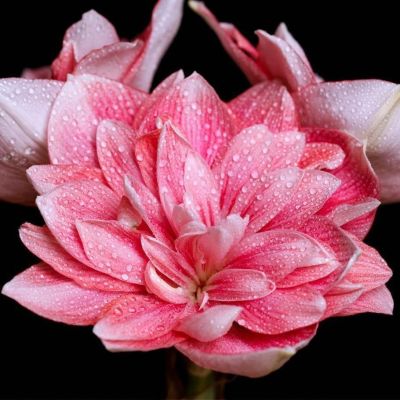 Амариллис Дабл Дрим Амариллис Дабл Дрим фото