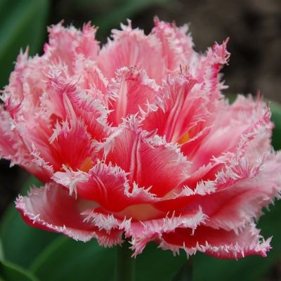 Тюльпан Криспион Свит Тюльпан Криспион Свит фото